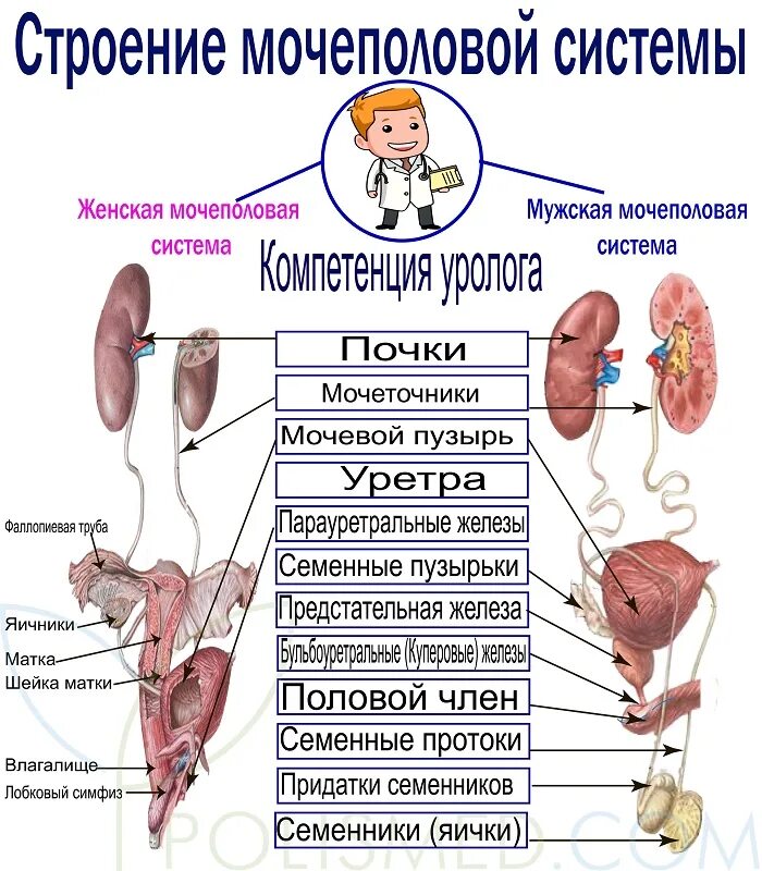 Строение женской мочевыделительной системы. Строение мужской мочеполовой системы анатомия. Строение женской мочеполовой системы анатомия. Органы мочеполовой системы схема.