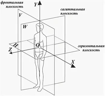 Фронтальная сторона это какая