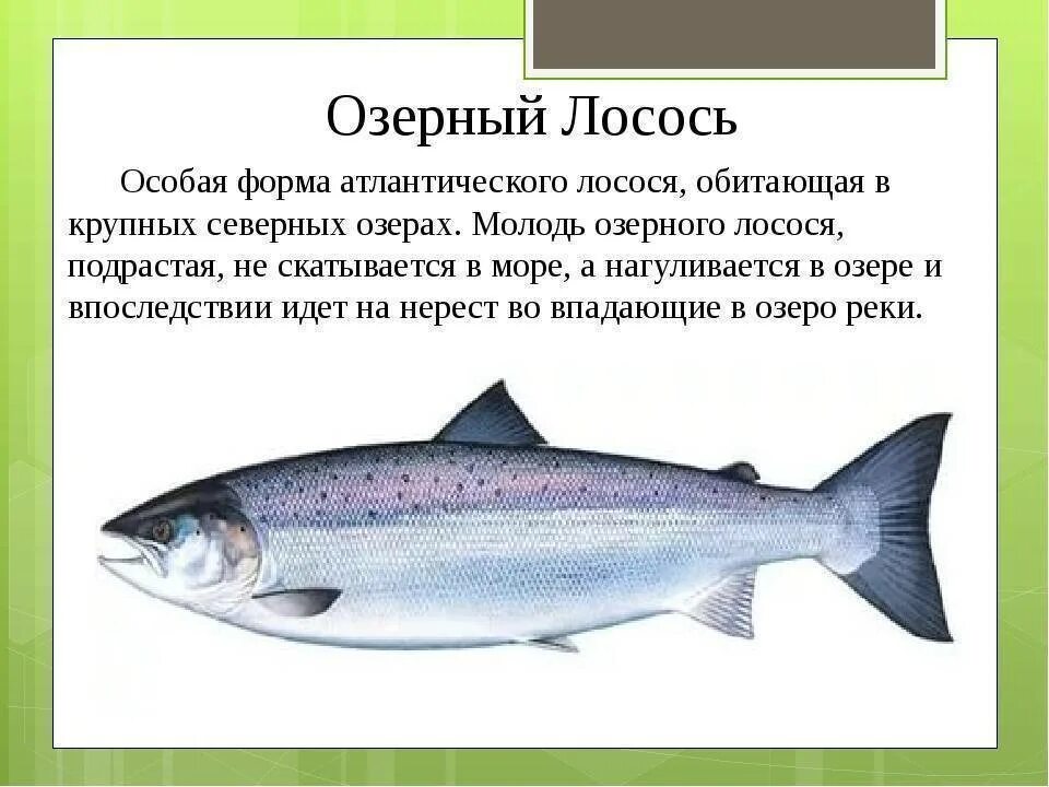 Гулливер из семейства лососевых. Рыба семейства лососевых с белым мясом. Дальневосточная рыба семейства лососевых. Лососевые рыбы описание. Лосось описание.