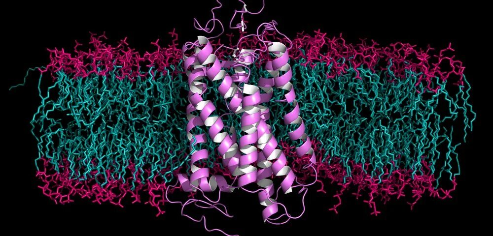 Молекула родопсина. Родопсин фото. Структура молекулы родопсина. Регенерация родопсина.