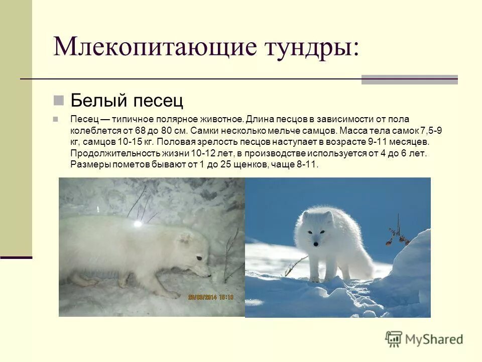Подготовить сообщение об одном из животных тундры. Животный мир тундры. млекопитающие тундры. млекопитающие животные тундры. типичное животное тундры.