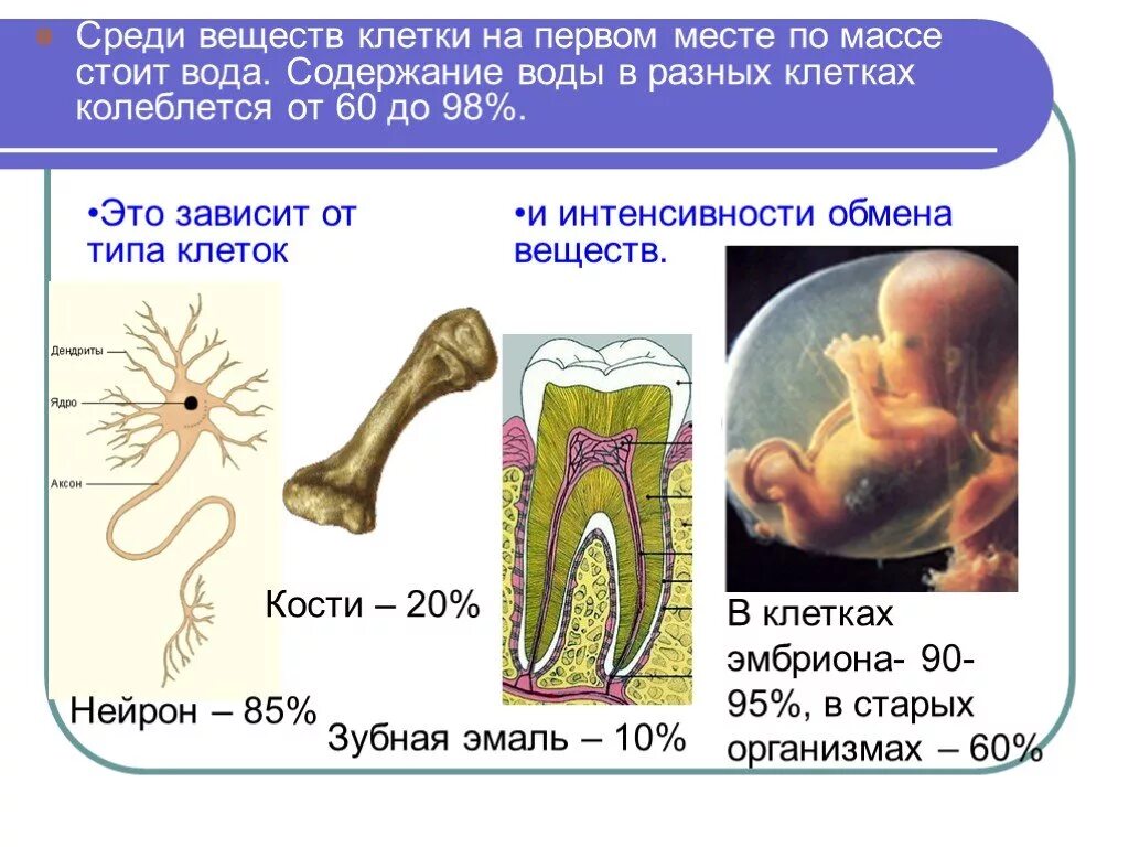 Неорганические вещества клетки 10 класс. Неорганические вещества клетки презентация. Неорганические вещества клетки презентация 10 класс. Неорганические вещества по биологии 10 класс