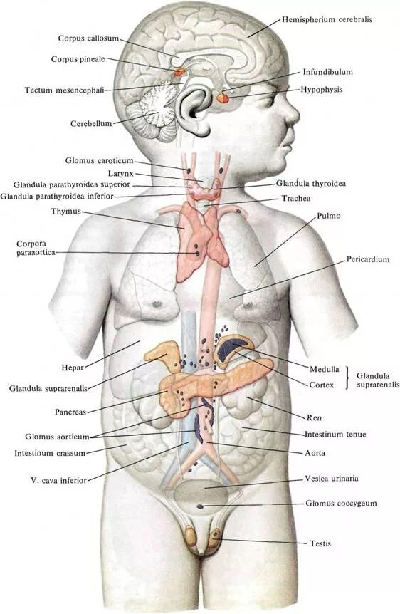 строение человека для детей. строение человека для детей. анатомия человека для детей. строение тела человека. внутренние органы ребенка схема.