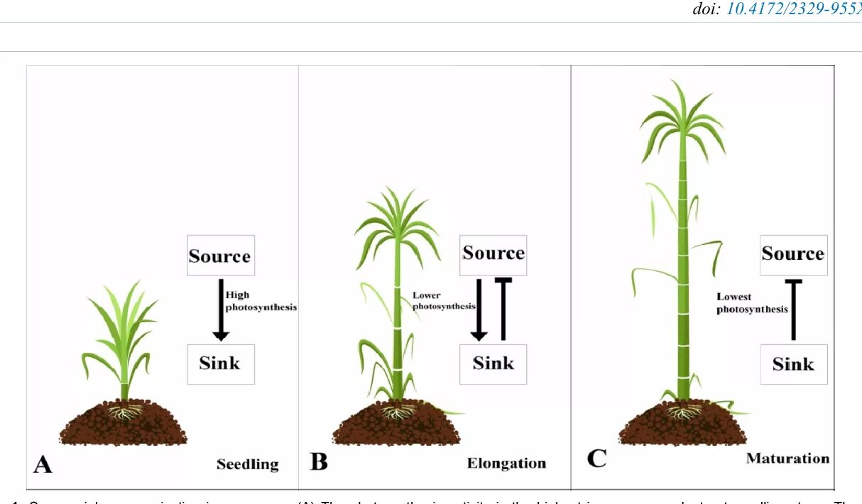 Use https doi org. Source Sink Plants. Metabolism of Plants. Physiology of Plants Figure. Pdf Plant.