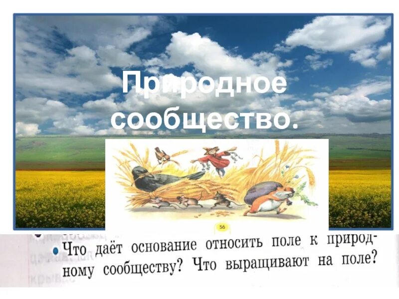 Дать определение природному сообществу. Природное сообщество поле. Рассказ о природном сообществе поле. Сообщение о сообществе поле. Поле для презентации.