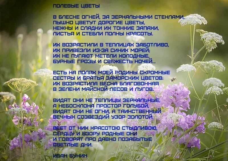 Полевых цветочков песня. Стих полевые цветы Бунин. Стих Ивана Бунина полевые цветы. Стихи о цветах.