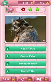 Quiz cat
