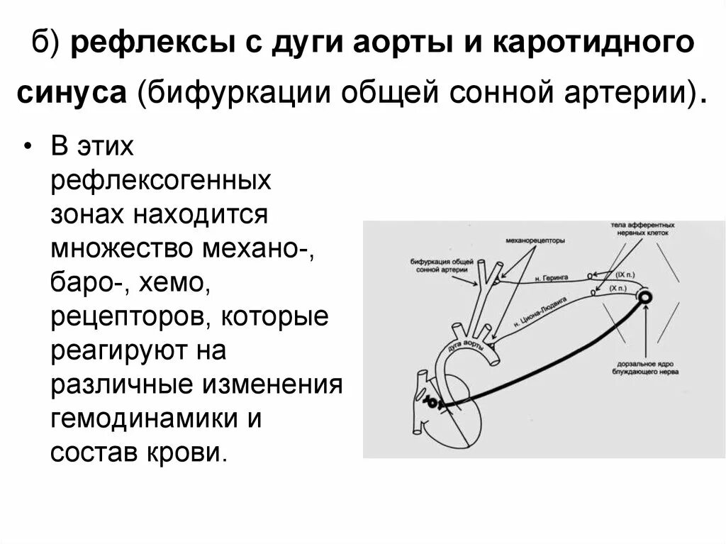 Рефлекс с хеморецепторов дуги. Рефлекс с барорецепторов дуги аорты и каротидного синуса. Барорецепторный рефлекс физиология. Рефлекс с хеморецепторов дуги аорты.