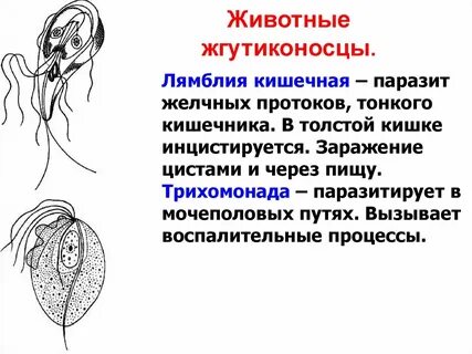 Характеристика лямблий