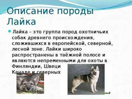 Лайка собака рассказ