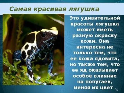 Класс земноводные интересные факты