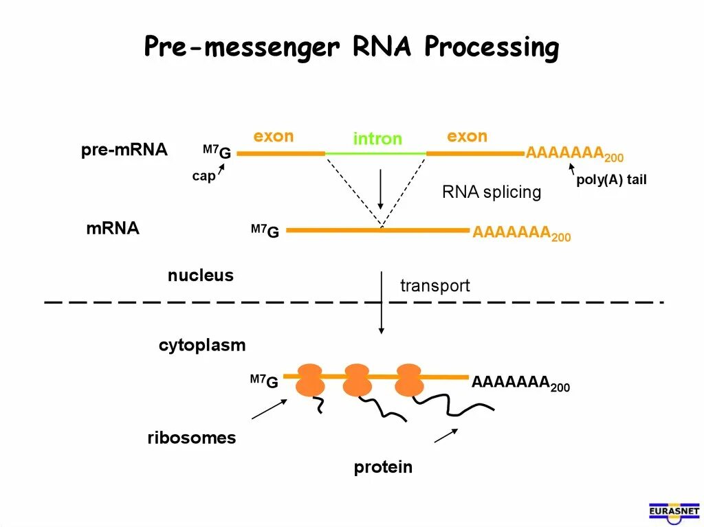 Схема процессинга РНК. Процессинг пре-МРНК У эукариот. Процессинг и сплайсинг. Процессинг матричной ДНК.
