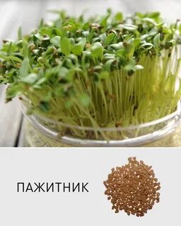 Пажитник микрозелень