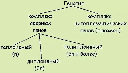 Плазмон это в генетике. Плазмон наследуется. Геном и плазмон цитоплазмы.