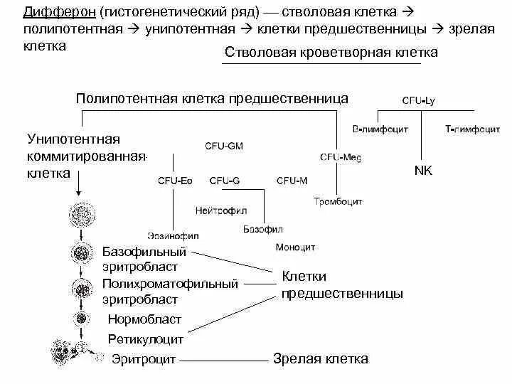 Дифферон гемопоэтической стволовой клетки. Полипотентная стволовая клетка крови. Полипотентная гемопоэтическая стволовая клетка. Полипотентная стволовая клетка крови (СКК).