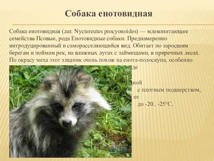 Енотовидная собака развитие с метаморфозом