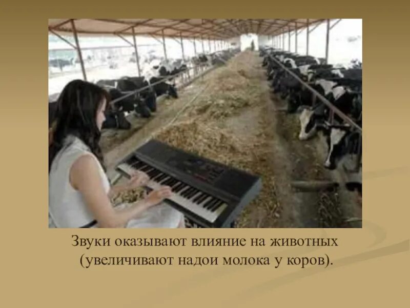Влияние шума на животных. Влияние музыки на коров. влияние музыки на животных. влияние звука на животных.