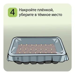 Инструкция по выращиванию микрозелени
