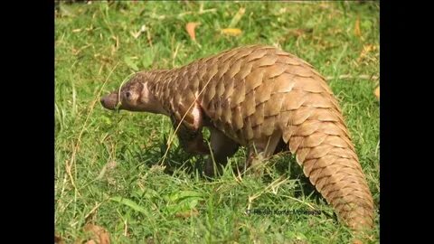 pangolin, pangolins, pangolin animal, baby pangolin, giant pangolin, indian...