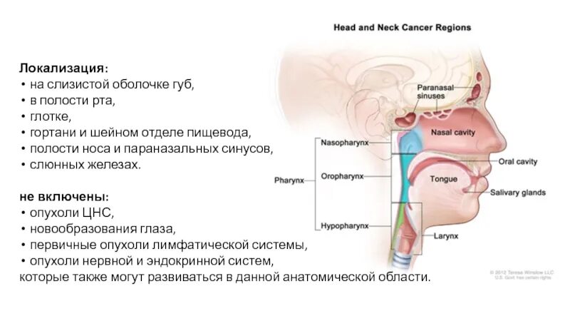 Опухоли органов головы и шеи. Глотка доброкачественные опухоли. Новообразования полости носа. Запах железа носу железы