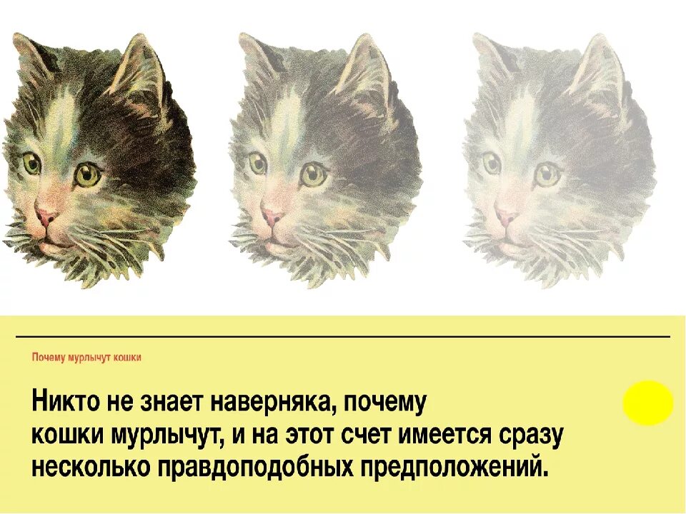 Почему котята мурчат. Зачем кошки мурлыкают. Почему коты мурлыкают. Почему котики мурлыкают. Почему коты урчат.