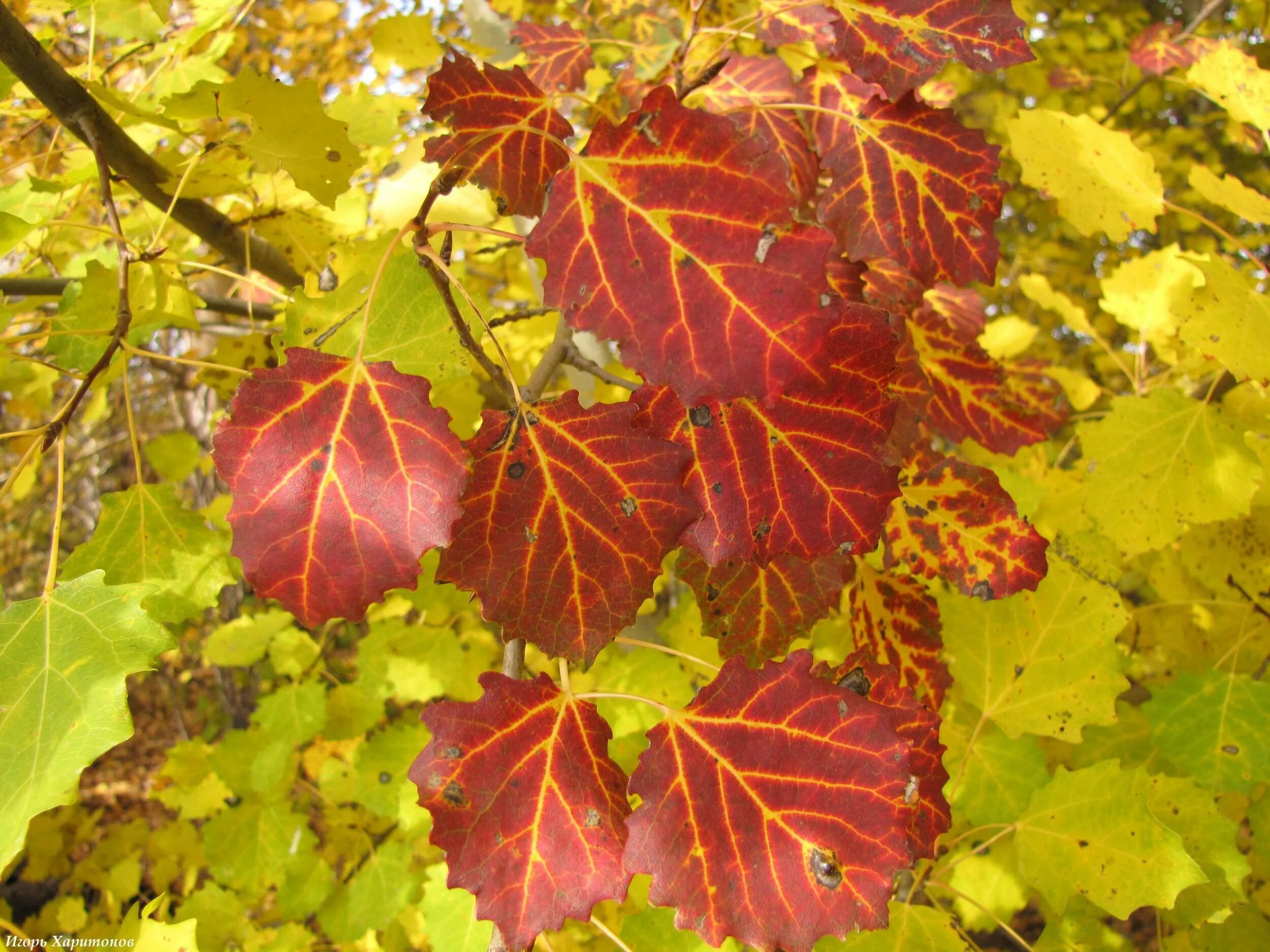 Лист осины. Осина. Осенний осиновый лист. Листья тополя осенью. Осинка листья осенью