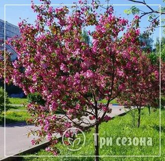 Яблоня длина