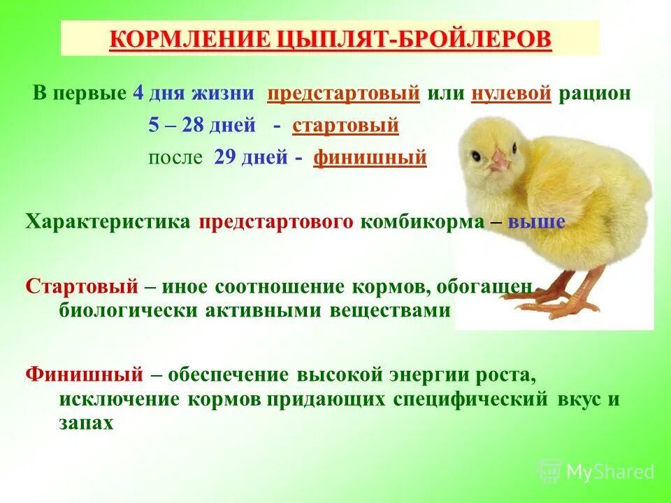 Схема кормления бройлерных цыплят. Схема кормления цыплят бройлеров кормом. Этапы кормления цыплят-бройлеров. Кормления цыплят бройлеро.