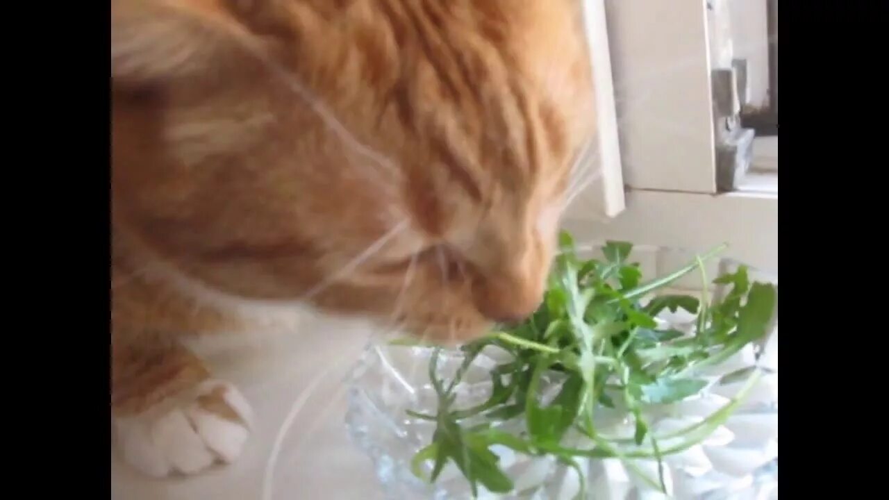 Кот кушает. Мордочка кота на салате. Салат в форме кошки. Черный кот кушает. Украшение салатов в виде кота.