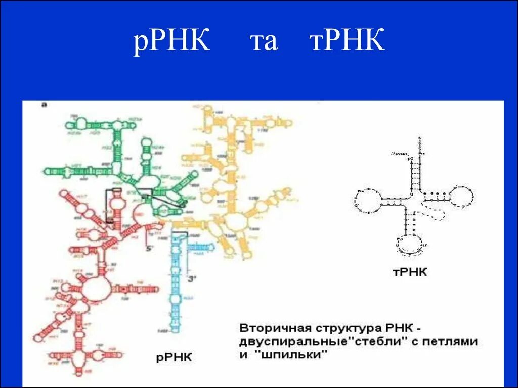 Рибосомальная РНК строение. Рибосомальная РНК структура. Структурная формула ТРНК. Рибосомная РНК (Р-РНК).