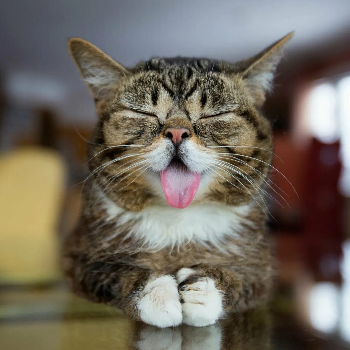 Классный кот. Кошка с высунутым языком. Смешной кот. Довольный кот. Веселый котик.