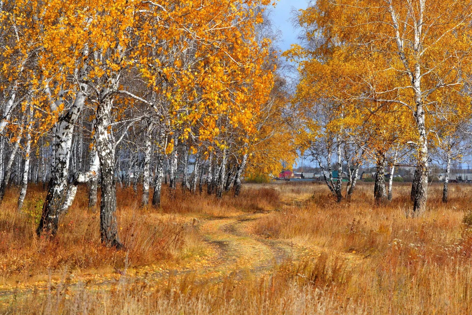 Родной край осенью. Осенняя береза. Осень в деревне. Береза осень. Поздняя осень.