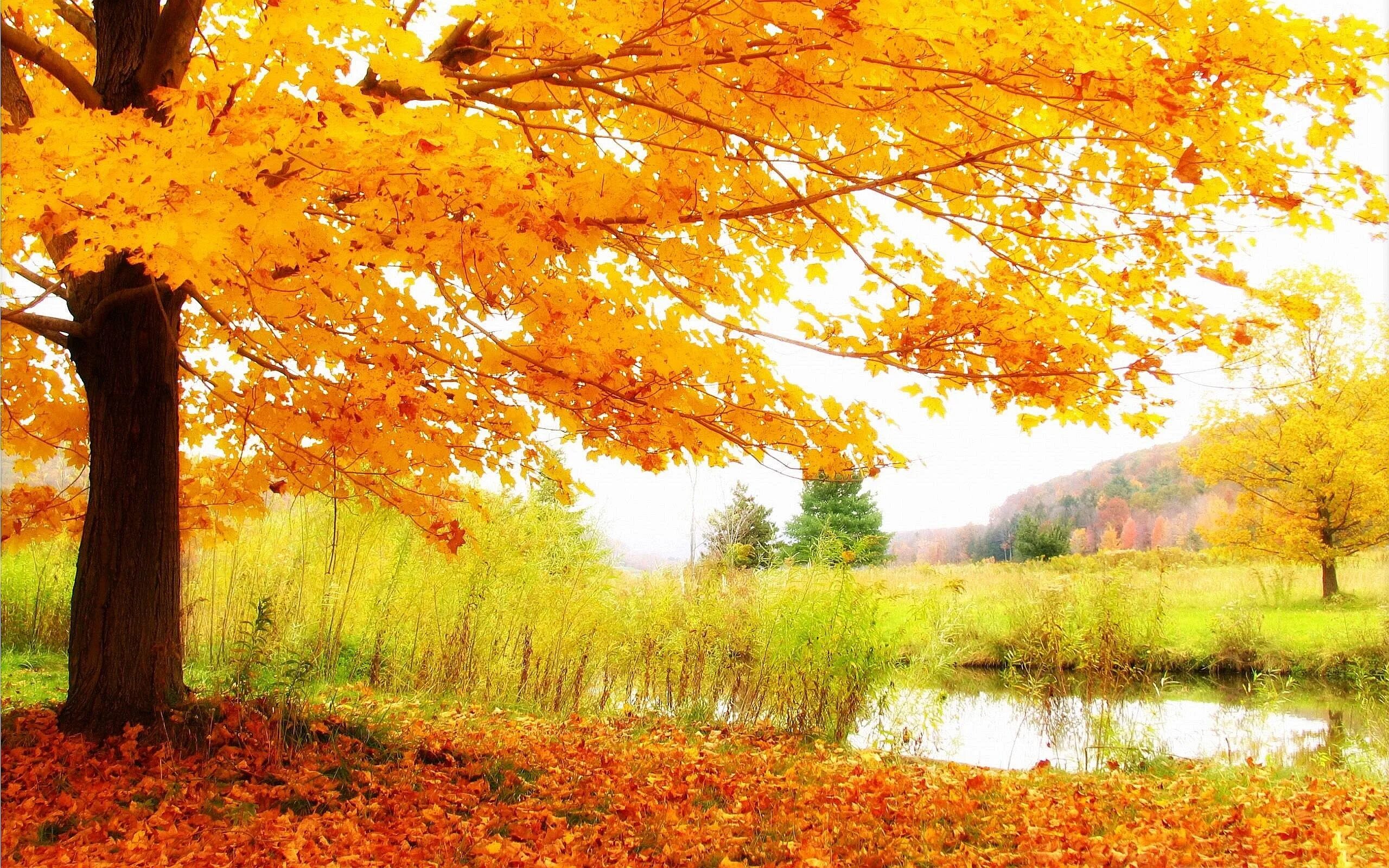 Осень. Золотая осень. Осенний пейзаж. Фон ранняя осень.