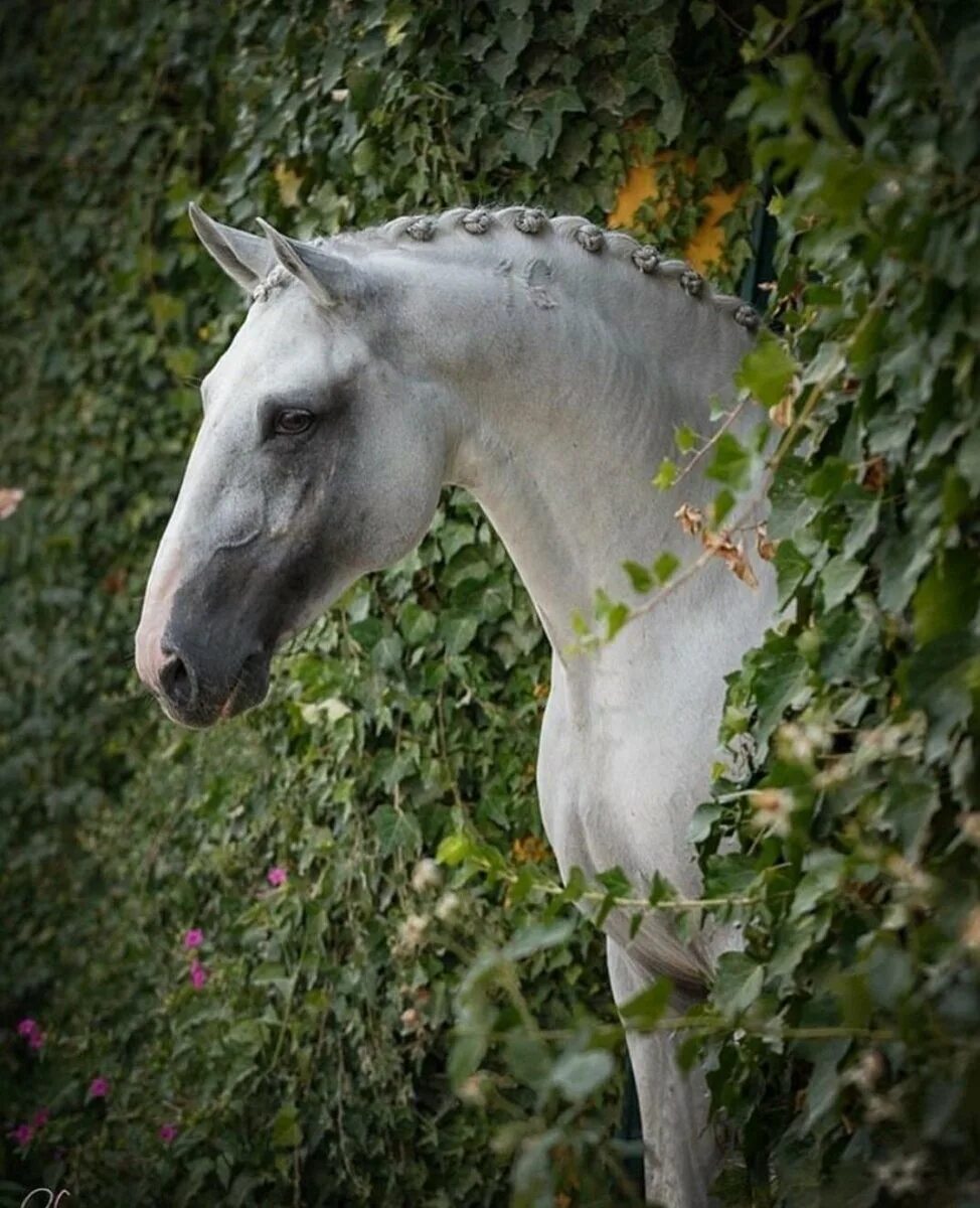 Кладрубская лошадь. Кладрубская лошадь серая. Кладрубская лошадь белая. Андалузская лошадь серая. Кладрубская порода лошадей белая.