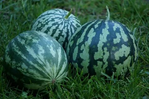 Бахчевые культуры