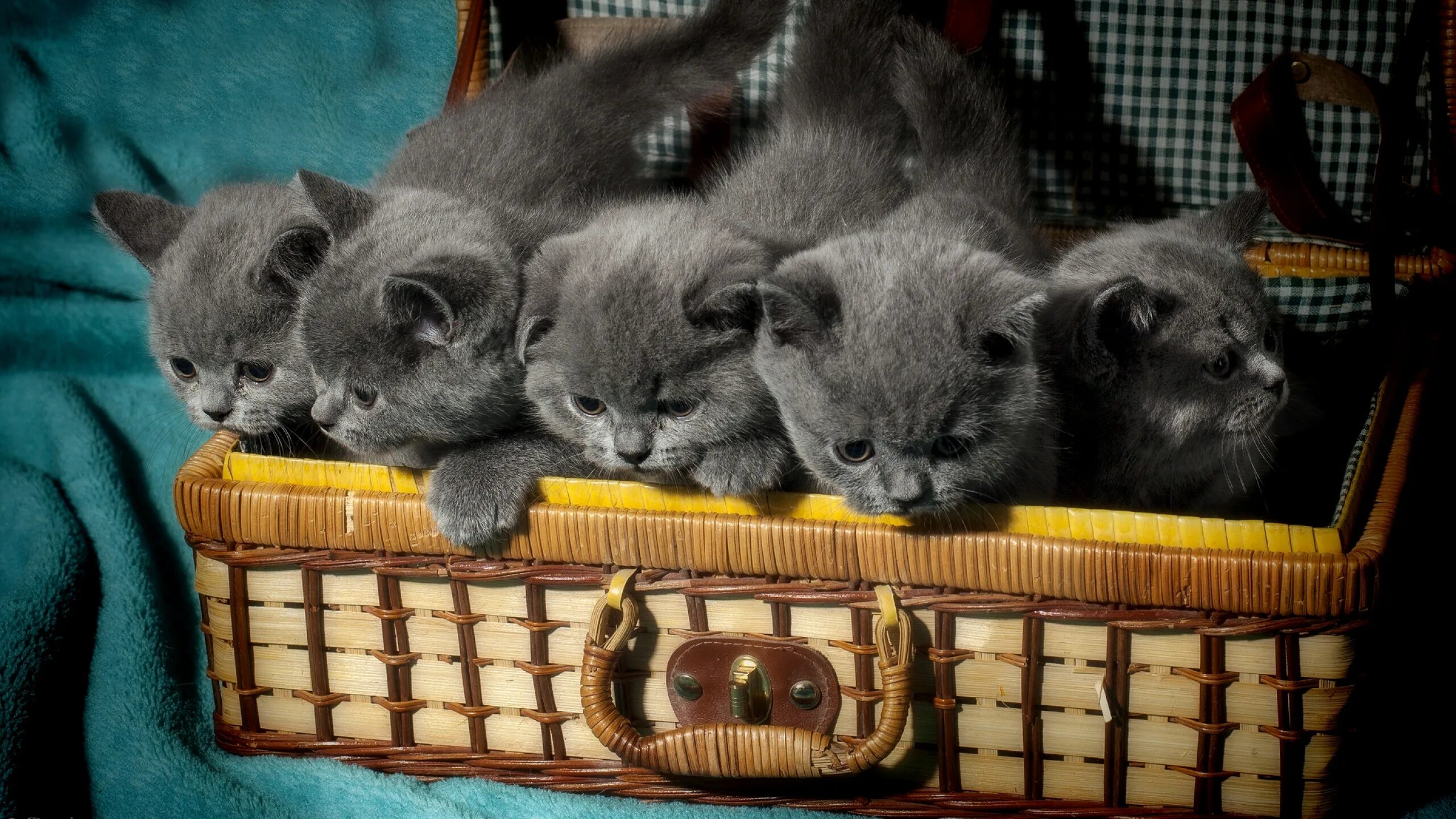 Кошка в лукошке. Котята в корзинке. Британские котята. Картинки на рабочий стол котята. Купить новую кошку