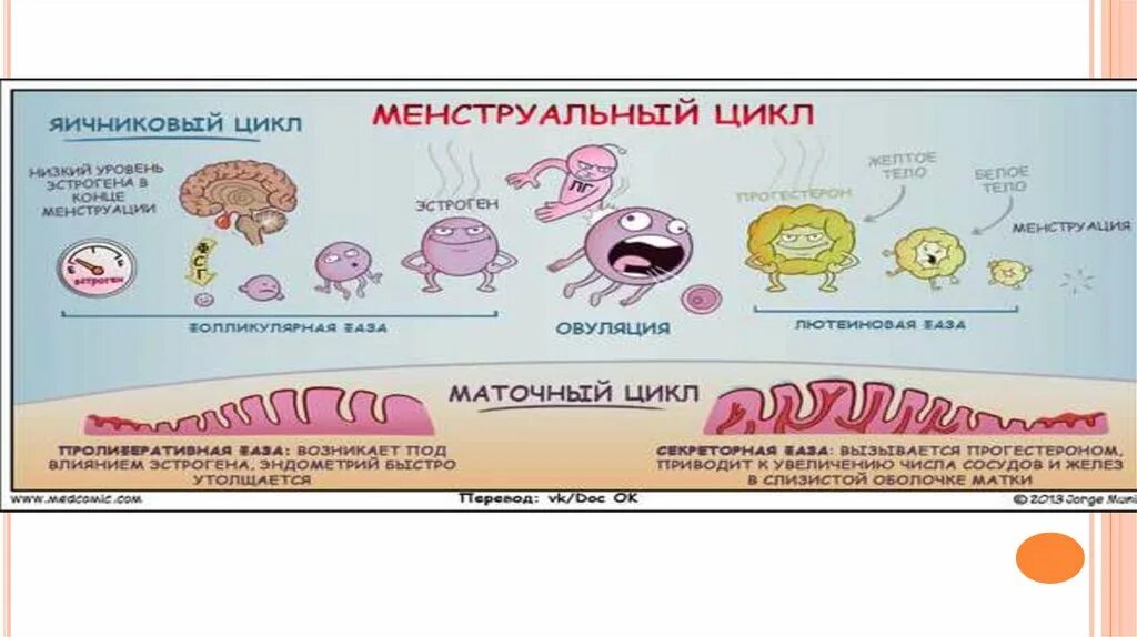 Номц. Яичниковый цикл и маточный цикл. Менструальный цикл яичниковый и маточный циклы. Схема маточного и яичникового цикла. Схема менструационного цикла яичниковый и маточный.