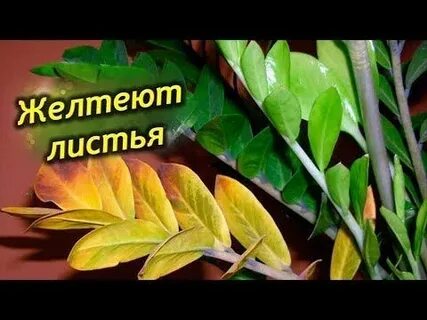 Почему желтеют листья люпина