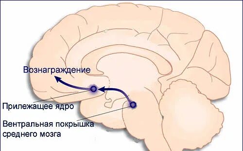 Вентральная область покрышки среднего мозга. Вентральная покрышка и прилежащее ядро. Прилежащее ядро головного мозга. Прилежащее ядро и дофамин.