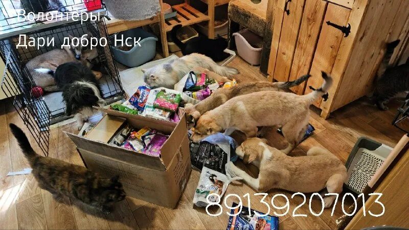 приют для собак в новосибирске поняньчится. дари добро приют новосибирск. дари добро приют новосибирск. приют дари добро в новосибирске для бездомных животных. приют для кошек в новосибирске.