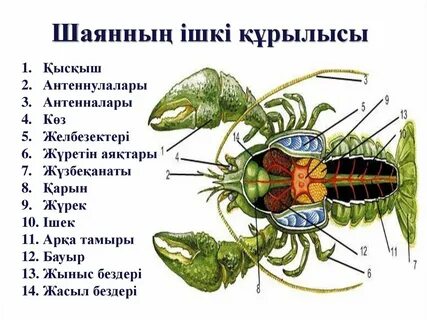 Итальяндық порно