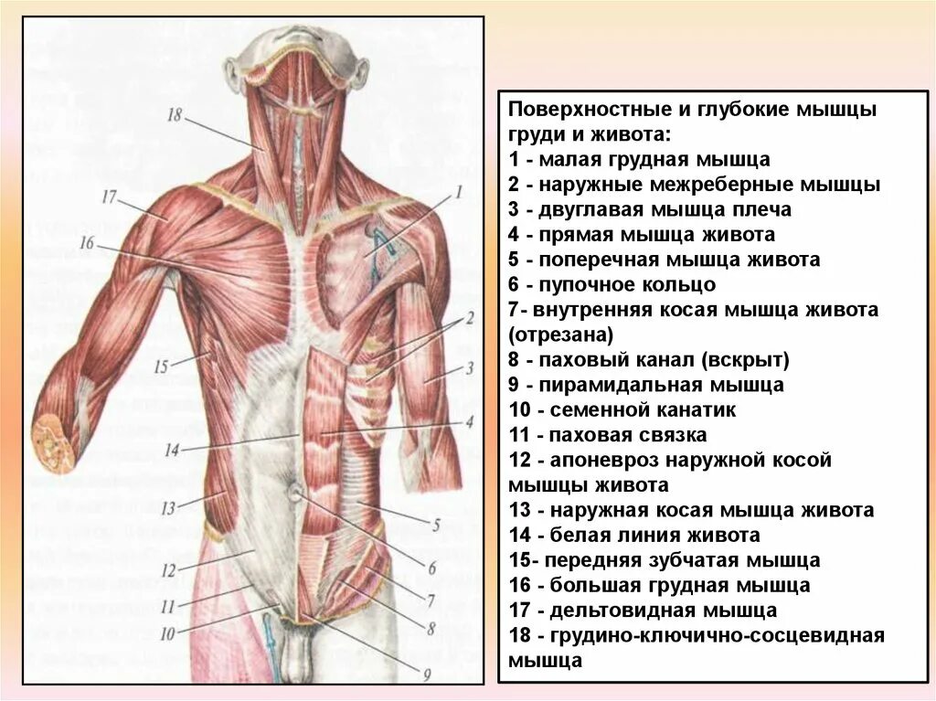 Передняя часть живота. Мышцы головы шеи и туловища. Мышцы грудины человека. Мышцы туловища груди живота спины. Мышцы грудного отдела спереди.