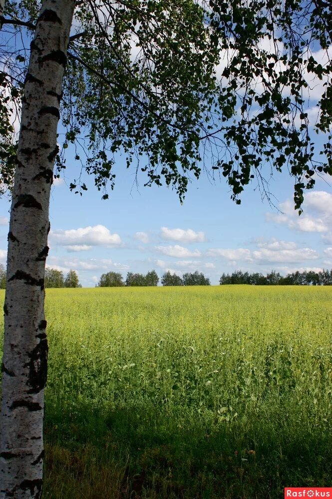 Береза Рязанская область. Береза Курская область. Природа Березки Рязани. Береза Чурапча. Березки белгородская область