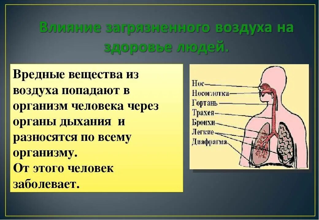 Путь воздуха в организм человека. Вредные вещества. Воздействие вредных веществ на организм человека. Вредные вещества воздействующие на организм человека. Влияние воздуха на организм человека.