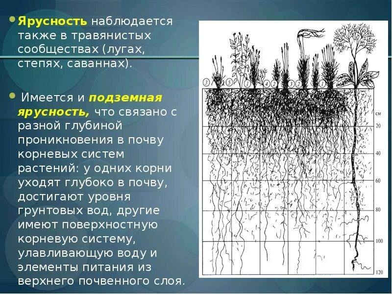 Конспект по биологии структура растительного сообщества. Подземная ярусность растений. Ярусность растительности Луговой степи. Ярусная структура Луговой экосистемы. Ярусность растений в степи.