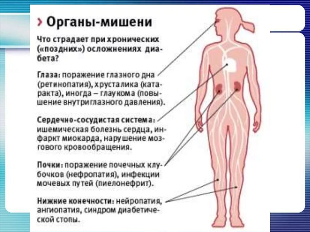 Сахарный диабет органы мишени. Органы мишени при сахарном диабете. Диабетические осложнения. Осложнения сахарного диабета.