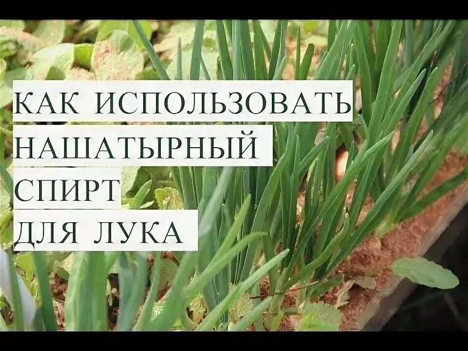 Сколько надо нашатырного спирта чтобы полить лук
