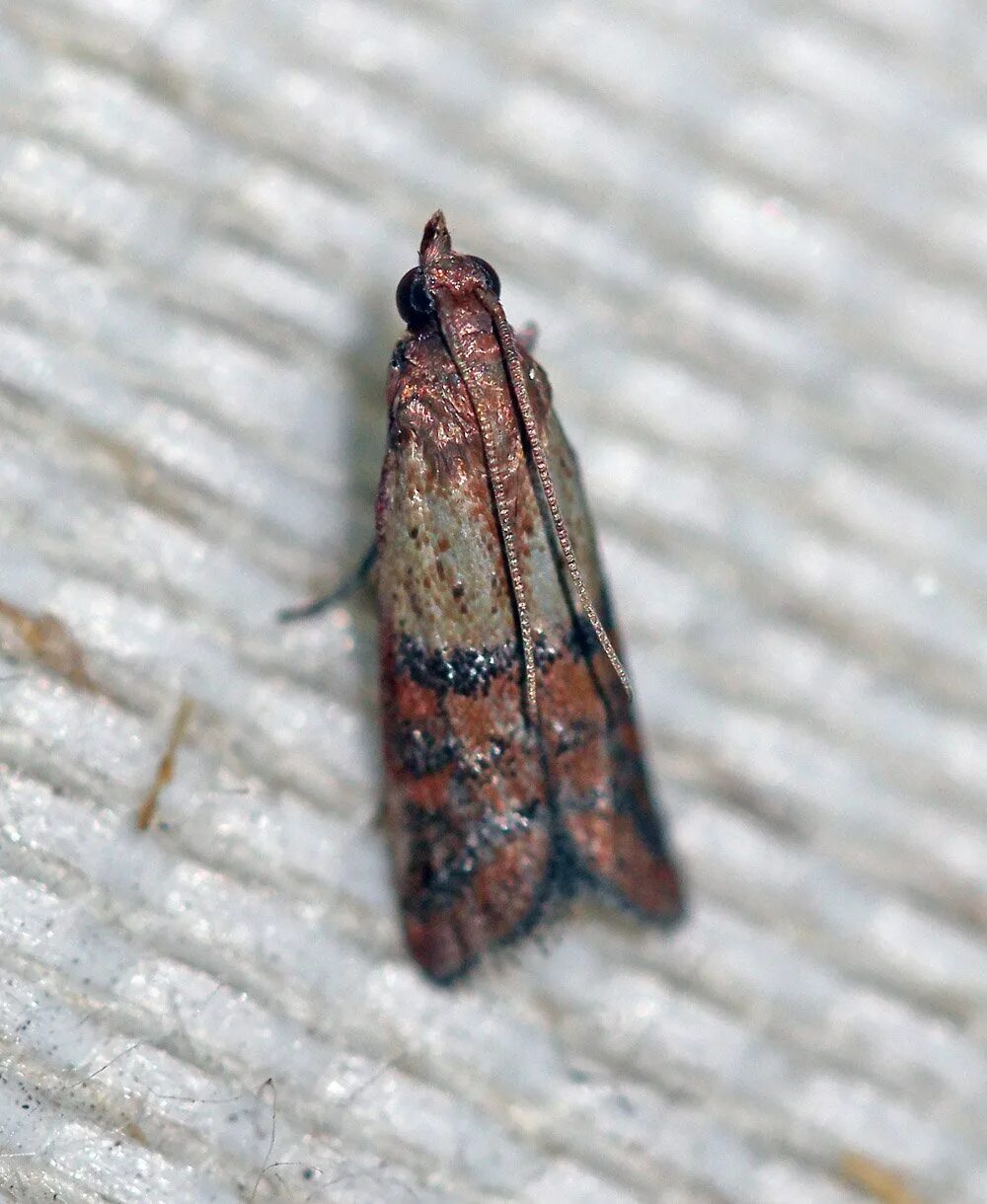 Plodia interpunctella личинка. Indian meal moth. Южная амбарная огневка plodia interpunctella. Южная амбарная огневка plodia interpunctella. Южная амбарная огневка.