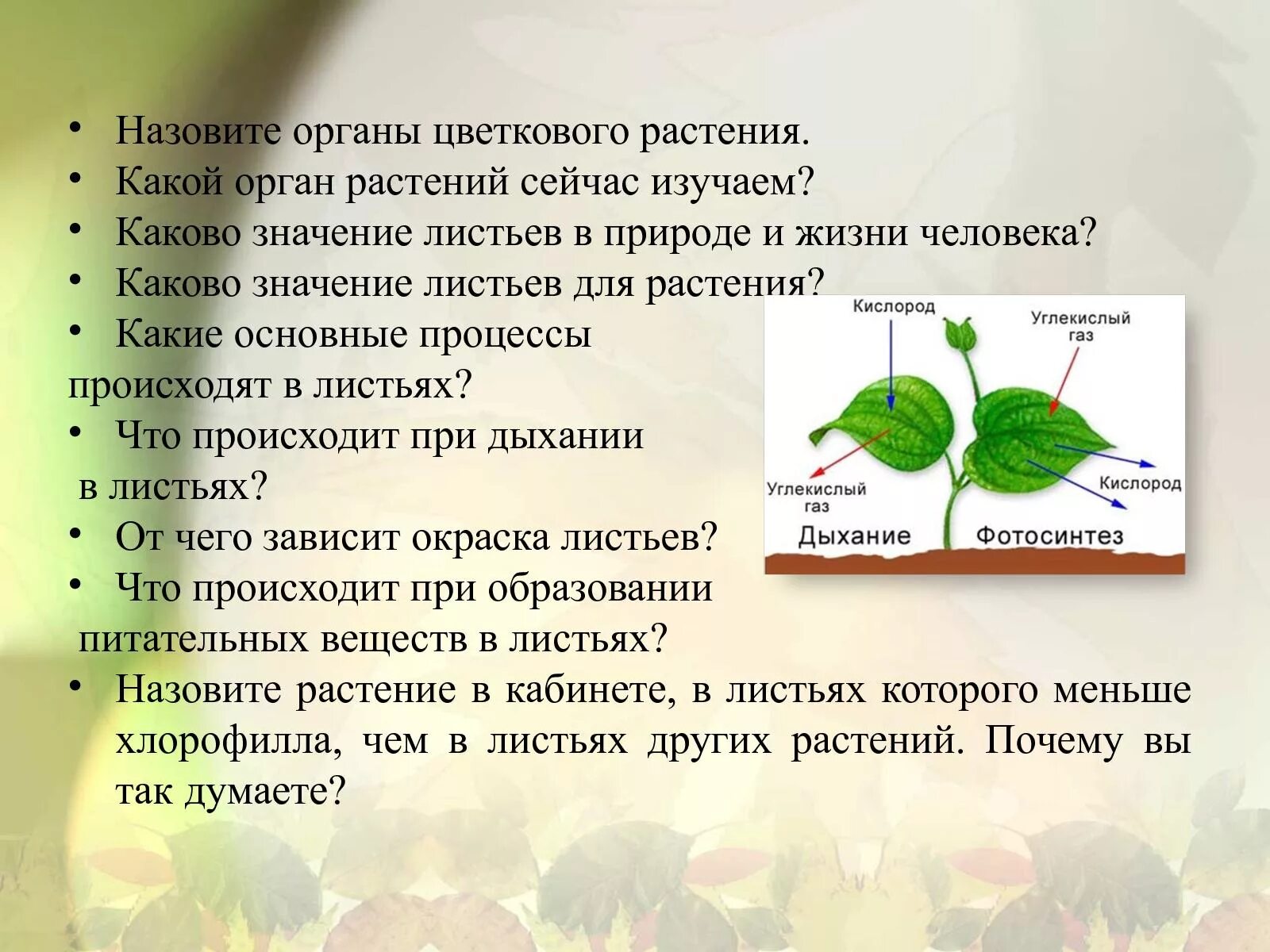 Значение листа для растения 6 класс биология. Значение листьев для растения. Листья в жизни растений. Значение листа в природе и в жизни человека. Жизнь растений 6 класс биология кратко