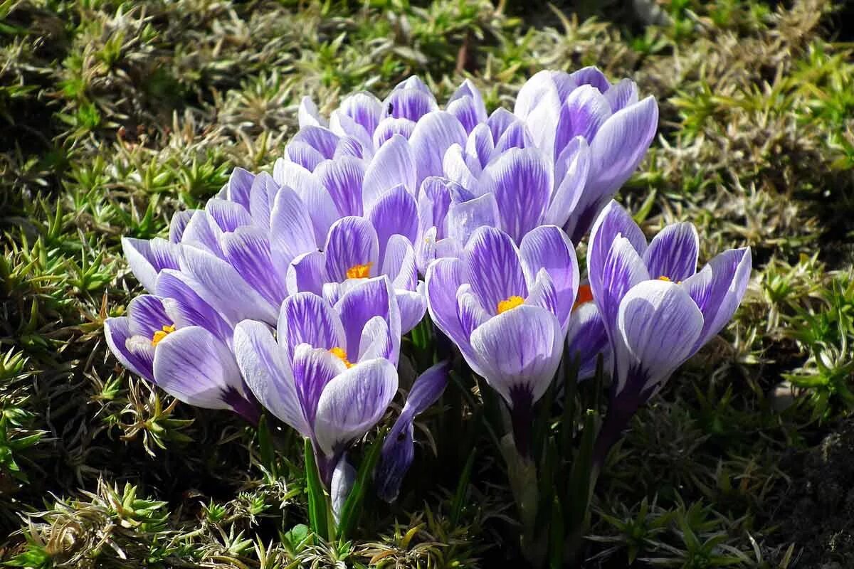 Крокус правда сегодня. Крокус цветок. Альпийский Крокус. Крокус Геел. Первоцветы крокусы.